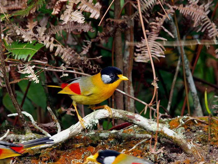 Important Birds and Biodiversity Area (IBA) Picture 5