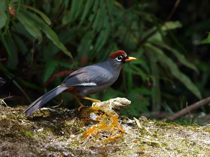 Important Birds and Biodiversity Area (IBA) Picture 3