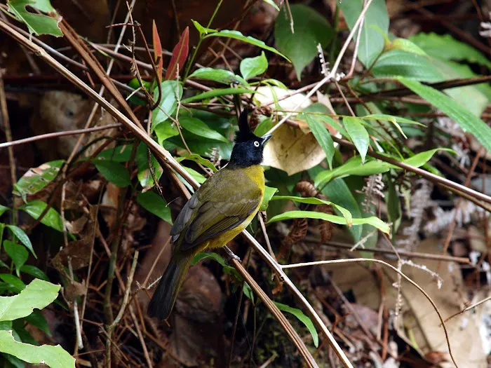 Important Birds and Biodiversity Area (IBA) Picture 7