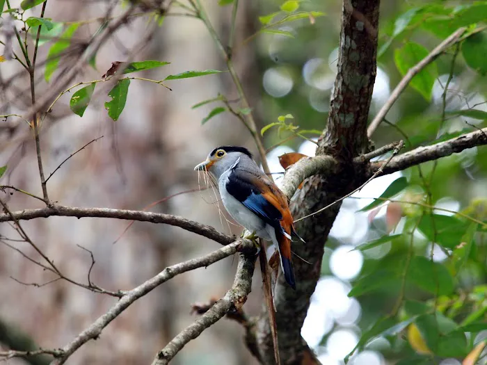 Important Birds and Biodiversity Area (IBA) Picture 9