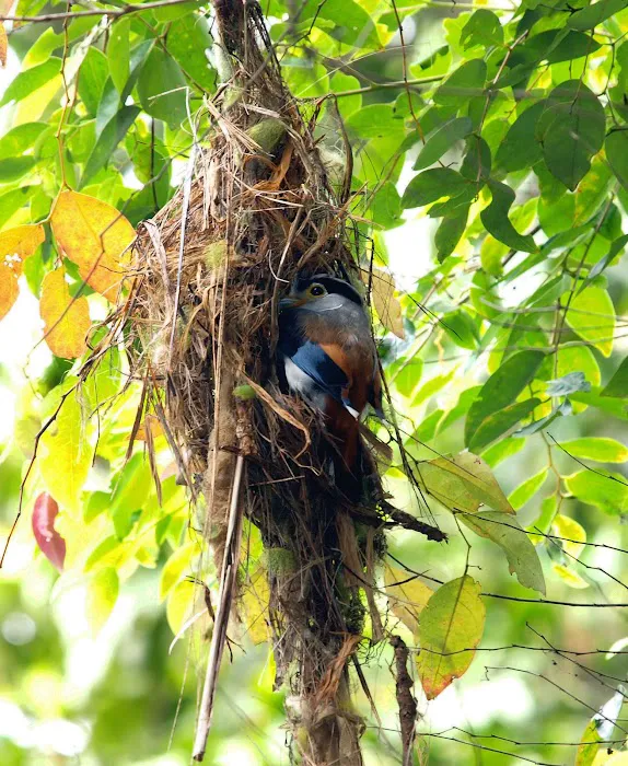 Important Birds and Biodiversity Area (IBA) Picture 8