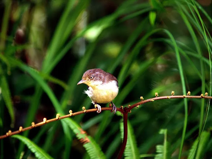 Important Birds and Biodiversity Area (IBA) Picture 10