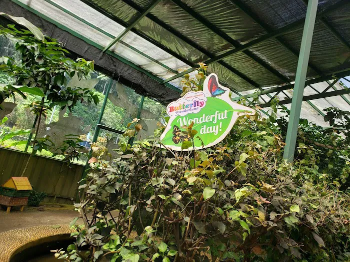 Butterfly Wonderland Picture 3