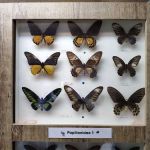 Butterfly Wonderland