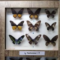 Butterfly Wonderland ico