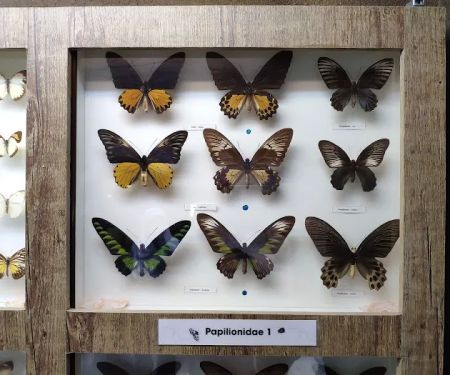 Butterfly Wonderland