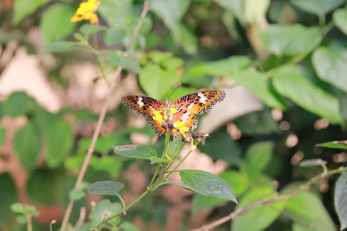 Butterfly Wonderland Picture 5