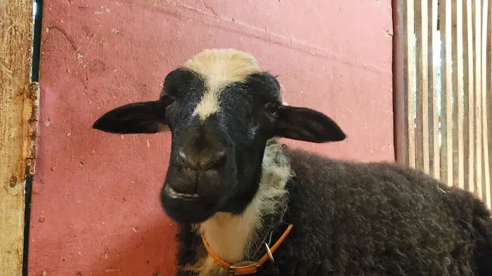 KAMBING YG ANEH ( KANDANG) Picture 3