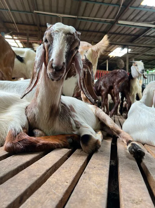 KAMBING YG ANEH ( KANDANG) Picture 1