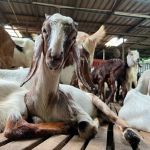 KAMBING YG ANEH ( KANDANG)