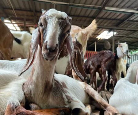 KAMBING YG ANEH ( KANDANG)