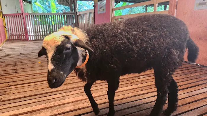 KAMBING YG ANEH ( KANDANG) Picture 4