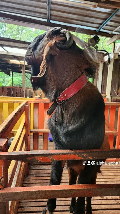 KAMBING YG ANEH ( KANDANG) Picture 6