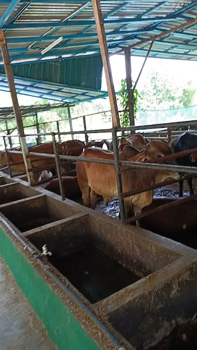 KAMBING YG ANEH ( KANDANG) Picture 10