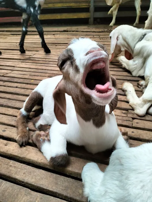 KAMBING YG ANEH ( KANDANG) Picture 5