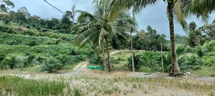 Felcra Palm Oil (Ladang) Bukit Batu Picture 4
