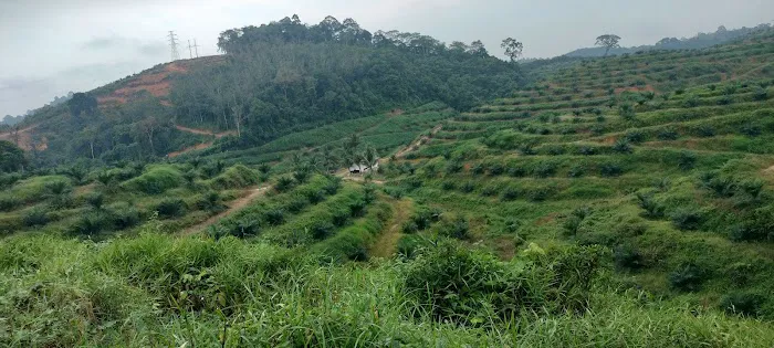 Felcra Palm Oil (Ladang) Bukit Batu Picture 2