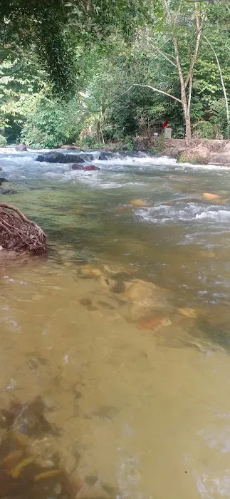 Jungle Pool @ Klang Gates Dam Picture 3