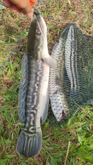 Batu Dam View/Fish Point Picture 2