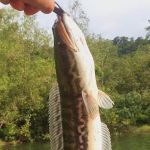 Batu Dam View/Fish Point