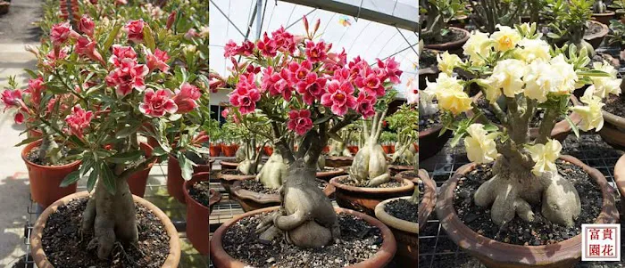 My Adenium Garden Picture 5