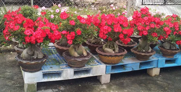 My Adenium Garden Picture 10
