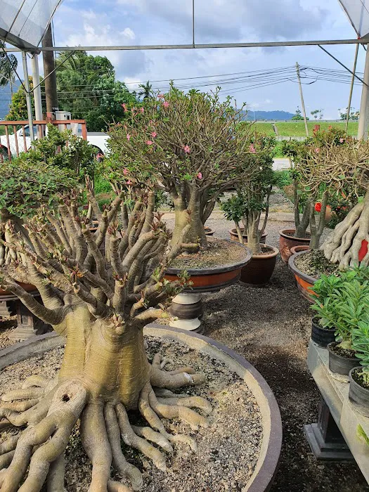 My Adenium Garden Picture 6