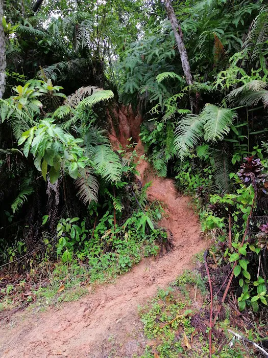 Gunung Gap & Ulu Semangkok Trailhead Picture 8