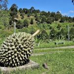 Durian Statue