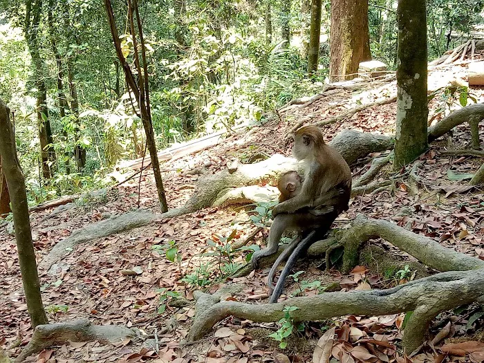 Templer’s Park Falls Picture 5