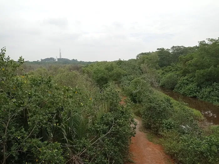 Mangrove Boardwalk (Kuala Selangor Nature Park) Picture 4