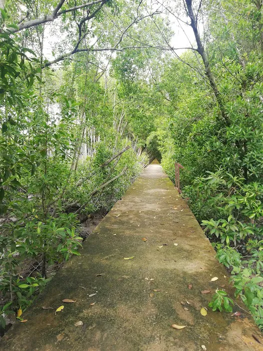 Mangrove Boardwalk (Kuala Selangor Nature Park) Picture 1