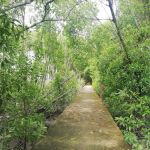 Mangrove Boardwalk (Kuala Selangor Nature Park)