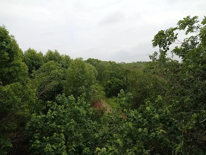 Mangrove Boardwalk (Kuala Selangor Nature Park) Picture 6