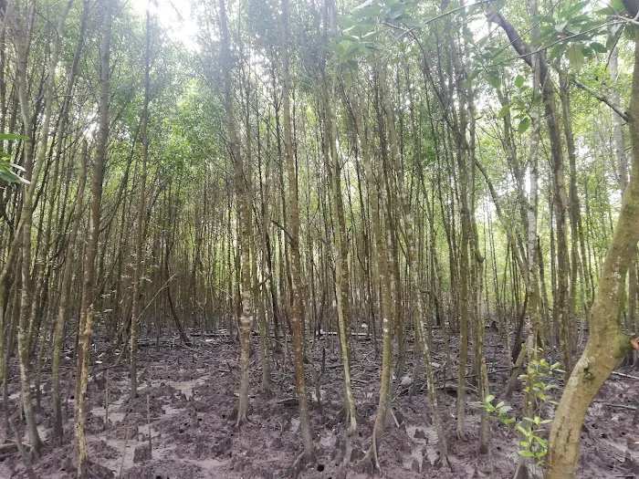 Mangrove Boardwalk (Kuala Selangor Nature Park) Picture 10