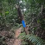 Kazumi Blue Trail