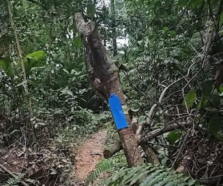 Kazumi Blue Trail