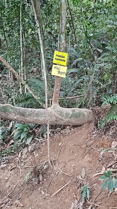 Pokok Kahwin MT Trail Picture 1