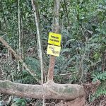 Pokok Kahwin MT Trail