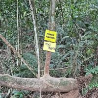 Pokok Kahwin MT Trail ico