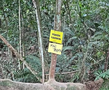 Pokok Kahwin MT Trail