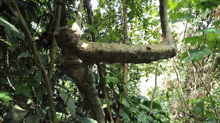 Denai 3 Puteri Trail Picture 7