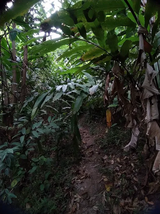 Bukit Lanjan Damansara Perdana Trailhead Picture 10