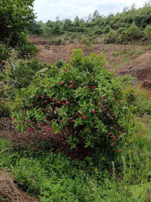 daddy's farm Picture 7
