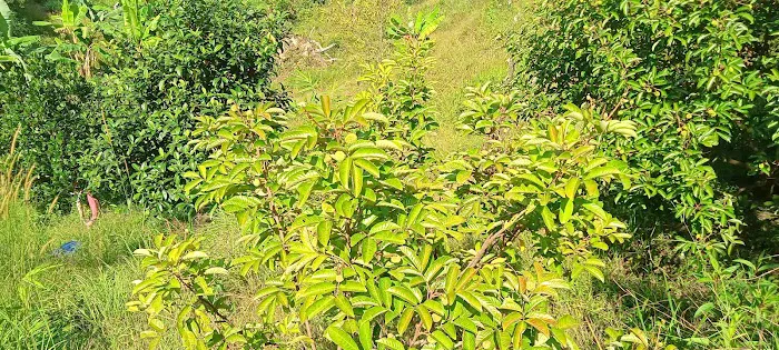 daddy's farm Picture 8