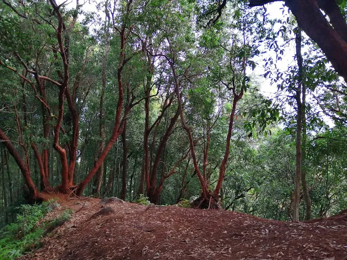 Bukit Buloh The Red Forest Picture 7