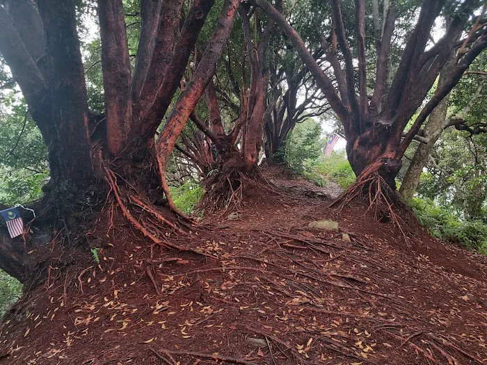 Bukit Buloh The Red Forest Picture 1