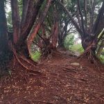 Bukit Buloh The Red Forest