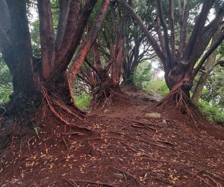 Bukit Buloh The Red Forest
