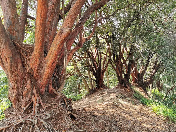 Bukit Merah (The Red Forest) Picture 1